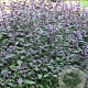 Salvia off. 'Purpurascens' GM P9