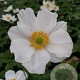 Anemone hyb. 'Honorine Jobert' GM P9