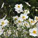 Anemone hyb. 'Honorine Jobert' GM P9