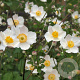 Anemone hyb. 'Honorine Jobert' GM P9
