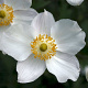 Anemone hyb. 'Honorine Jobert' GM P9