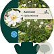 Anemone hyb. 'Whirlwind' GM P9