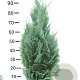 Chamaecyparis l. 'Columnaris' 80-100 cm met kluit
