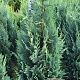 Chamaecyparis l. 'Columnaris' 100-120 cm met kluit