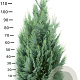 Chamaecyparis l. 'Columnaris' 100-120 cm met kluit