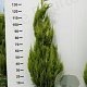 Chamaecyparis l. 'Ivonne' 120-140 cm met kluit