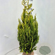 Chamaecyparis l. 'Ivonne' 125-150 cm met kluit