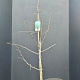 Ginkgo biloba 150-175 cm 10L