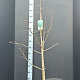 Ginkgo biloba 150-175 cm 10L