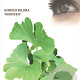 Ginkgo bil. 'Mariken' 120 cm stam 10L
