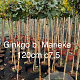 Ginkgo bil. 'Mariken' 120 cm stam 10L