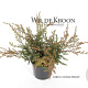 Juniperus comm. 'Repanda' 20-25 cm 2,0L