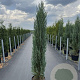 Juniperus s. 'Blue Arrow' 175-200 cm 20L