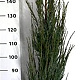 Juniperus s. 'Blue Arrow' 175-200 cm 20L