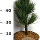 Pinus cembra 'Glauca' 25-30 cm 5,0L