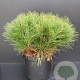 Pinus dens. 'Alice Verkade' 40-50 cm 7,5L
