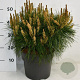 Pinus dens. 'Alice Verkade' 40-50 cm 7,5L