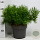 Pinus dens. 'Jane Kluis' 30-40 cm 5,0L