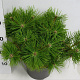Pinus dens. 'Jane Kluis' 30-40 cm 5,0L