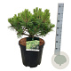 Pinus dens. 'Jane Kluis' 50-60 cm 15L