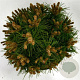 Pinus mugo 'Benjamin' 20-25 cm 5,0L
