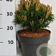 Pinus mugo 'Benjamin' 20-25 cm 5,0L