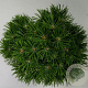 Pinus mugo 'Benjamin' 20-25 cm 5,0L