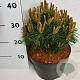 Pinus mugo 'Benjamin' 20-25 cm 5,0L