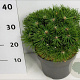 Pinus mugo 'Benjamin' 20-25 cm 5,0L