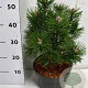 Pinus mugo 'Columbo' 30-40 cm 5,0L