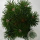 Pinus mugo 'Columbo' 30-40 cm 5,0L