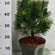 Pinus mugo 'Columbo' 30-40 cm 5,0L