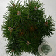 Pinus mugo 'Columbo' 30-40 cm 5,0L
