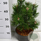 Pinus mugo 'Columbo' 30-40 cm 5,0L