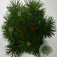 Pinus mugo 'Columbo' 30-40 cm 5,0L
