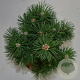 Pinus mugo 'Columbo' 30-40 cm 5,0L