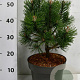 Pinus mugo 'Columbo' 30-40 cm 5,0L