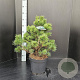 Pinus mugo 'Gnom' 50-60 cm 7,5L