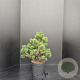 Pinus mugo 'Gnom' 50-60 cm 7,5L