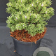 Pinus mugo 'Mops' 20-25 cm 5,0L