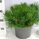 Pinus mugo mugo 30-40 cm 5,0L