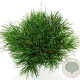 Pinus mugo mugo 30-40 cm 5,0L