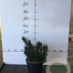 Pinus mugo mugo 30-40 cm 7,5L