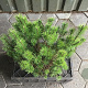 Pinus mugo mugo 30-40 cm 7,5L
