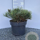 Pinus mugo pumilio 25-30 cm 5,0L