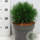 Pinus mugo 'Varella' 30-35 cm 5,0L