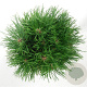 Pinus mugo 'Varella' 30-35 cm 5,0L