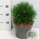 Pinus mugo 'Varella' 30-35 cm 5,0L