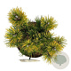 Pinus mugo 'Winter Gold' 20-25 cm 5,0L