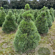 Pinus nigra nigra 125-150 cm draadkluit